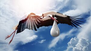 Une cigogne