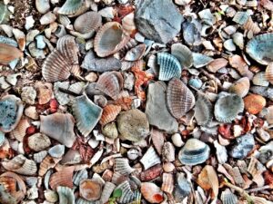 Des coquillages