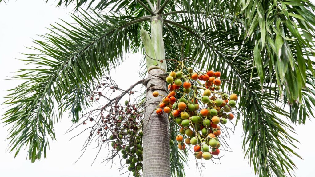 Des noix de palme