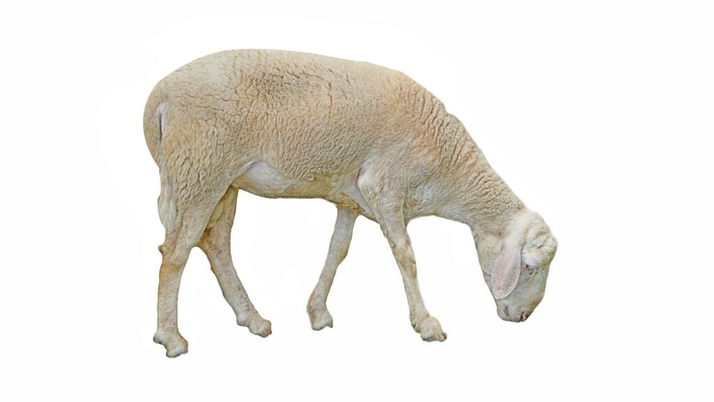 Un mouton blanc